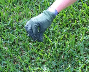 Rubbing grass/weed killer on a weed