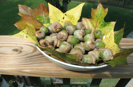 Acorns and Leaves in a Bowl