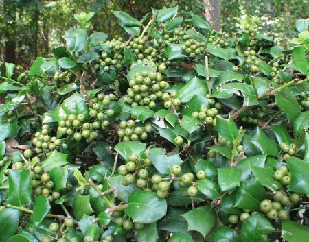 Holly shrub with green berries