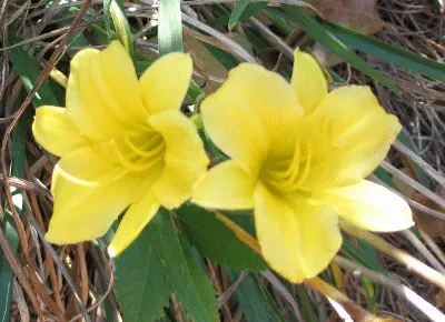 Yello Daylily Flowers