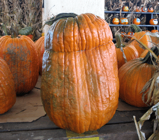 Time for Pumpkins and Gourds