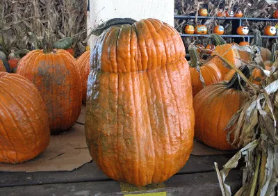 Tall pumpkin with dent at top
