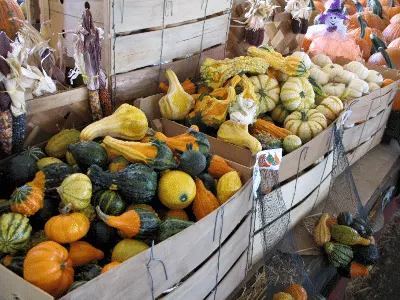 Gourds in crates