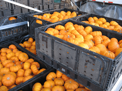 Mini pumpkins in crates