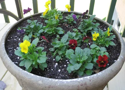 Bright Colored Violas in Flower Pot