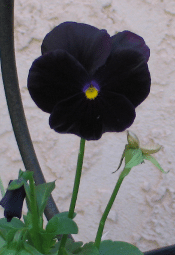 Black Pansy with Yellow Center