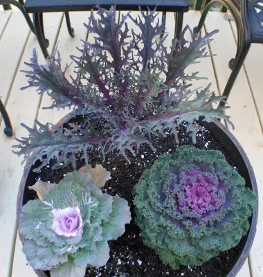 Ornamental cabbages