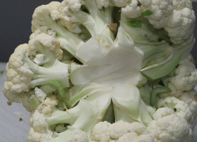 Head of cauliflower with worms