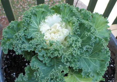 Green and White Flowering Kale