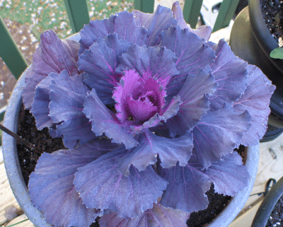Purple Flowering Cabbage