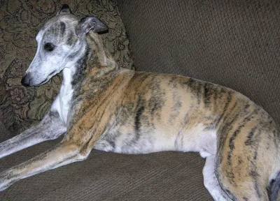 Tiger, a whippet