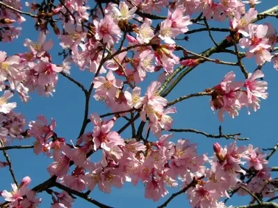 Pink cherrry tree blossoms against a blue sky