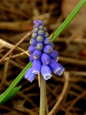 Miniature Grape Hyacinth