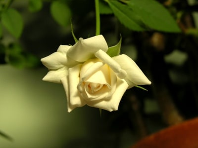 Miniature White Rose