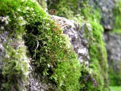 Moss on Wall