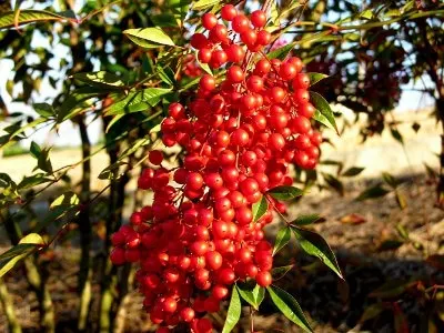 Red nandina berries in winter