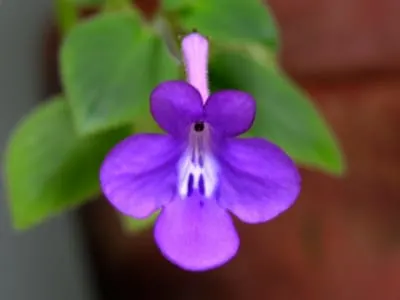 Streptocarpella Blue Flower