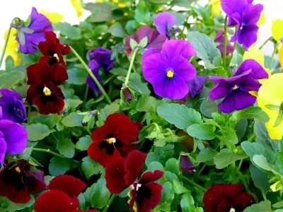 A mix of purple, red, and yellow violas in a flower pot