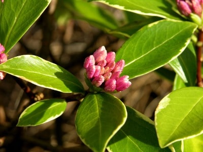 Winter Daphne Flower