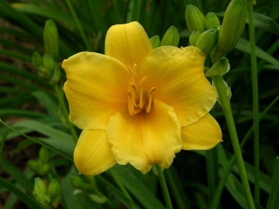 Yellow Daylily Bloom