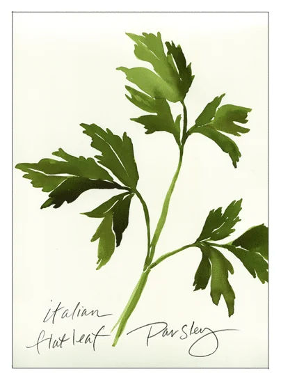 Italian Flat Leaf Parsley - Artwork by tbgdesign