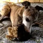 A whippet named Tiger playing with a toy