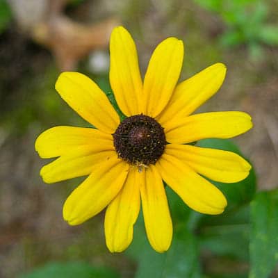 Black-eyed Susan Flower