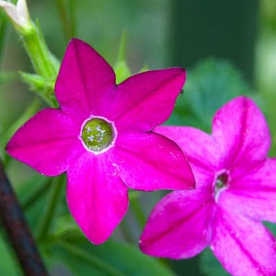 Nicotania Pink Flower