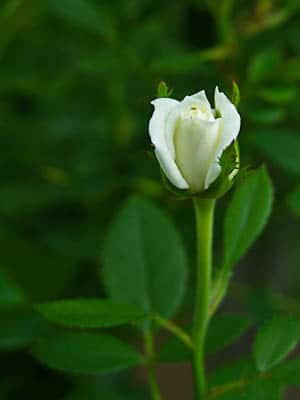 Miniature White Rose Bud
