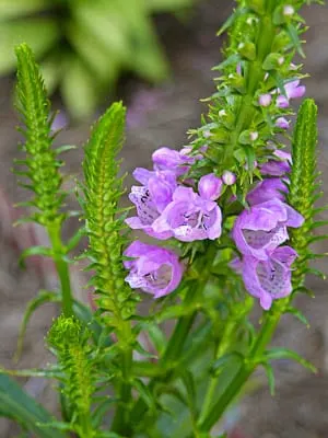 Obediant Plant Purple Flowers