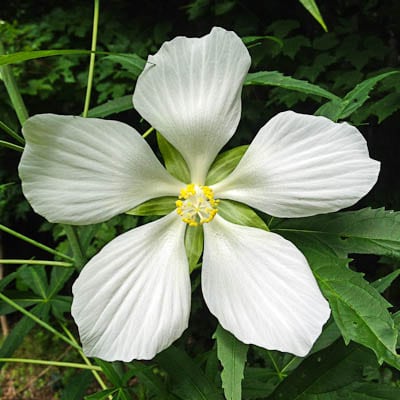 Swamp Hibiscus White Flower