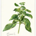 Basil - Original Artwork by tbgdesign