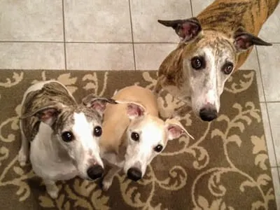 My whippets - Lexie, Trixie, and Tiger | Magnolia Days