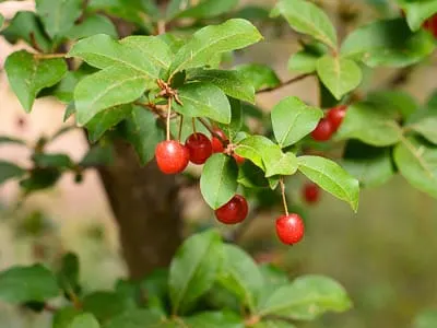 Goji Berries | Magnolia Days