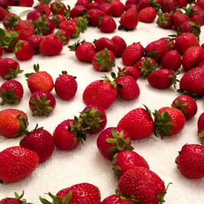 Fresh Strawberries | Magnolia Days