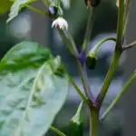 Jalapeno Plant | Magnolia Days