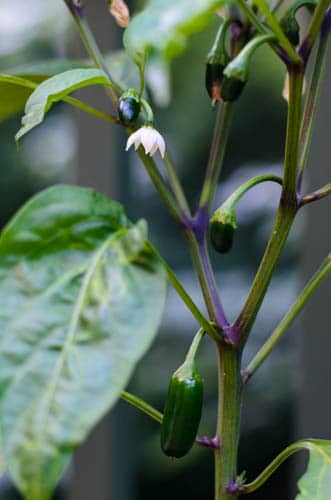 Jalapeno Plant | Magnolia Days