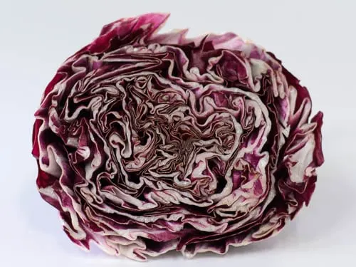 Radicchio di Chioggia | Magnolia Days