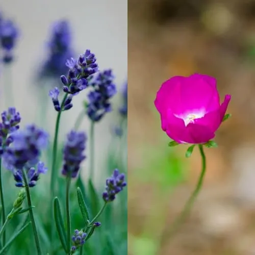 Lavender and Poppy | Magnolia Days