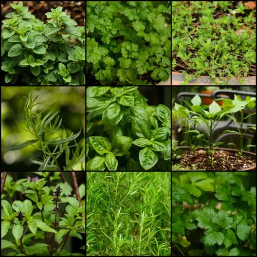 Plants from my garden collage