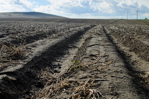 Idaho Potato Field Rows | Magnolia Days