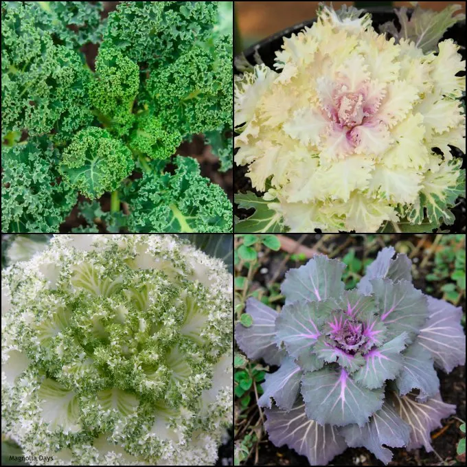 Kale and Ornamental Cabbage | Magnolia Days