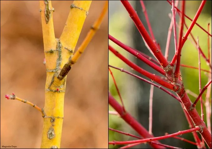 Bihou and Sango Kaku Japanese Maple Trees Colorful Bark | Magnolia Days