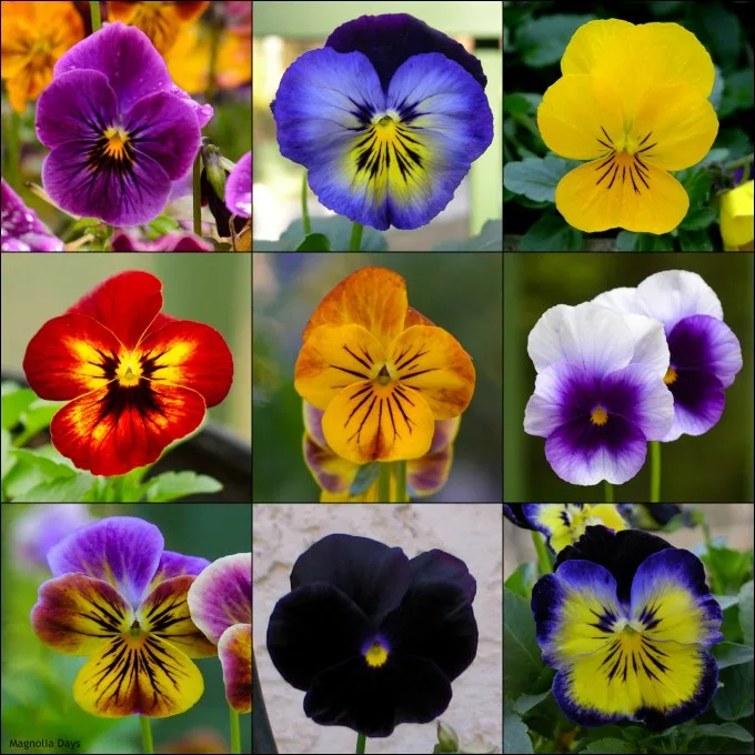 Violas for a Southern Winter Garden | Magnolia Days