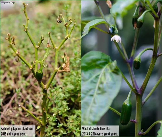 Jalapeño plant failure and success | Magnolia Days