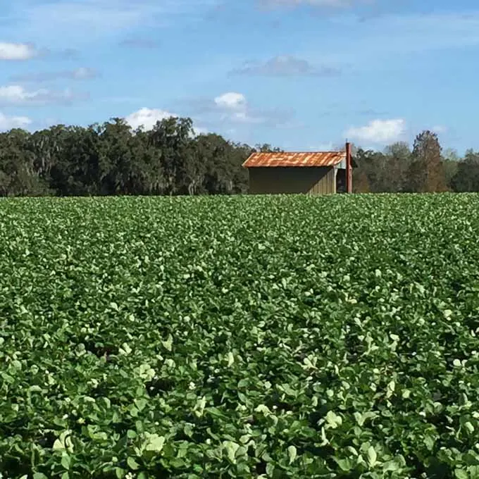 Mike Lott Strawberry Farm