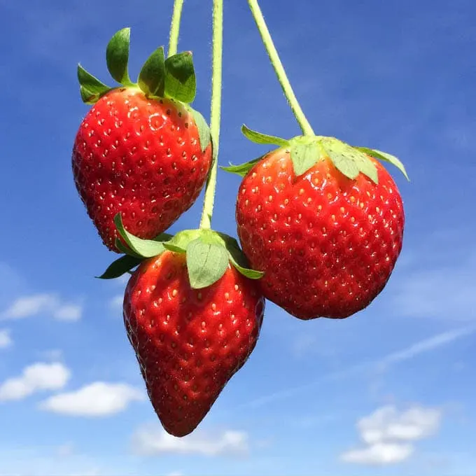 Strawberries in the Sky