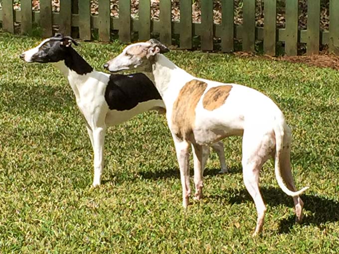 Milo and Zephyr (Whippets) | Magnolia Days