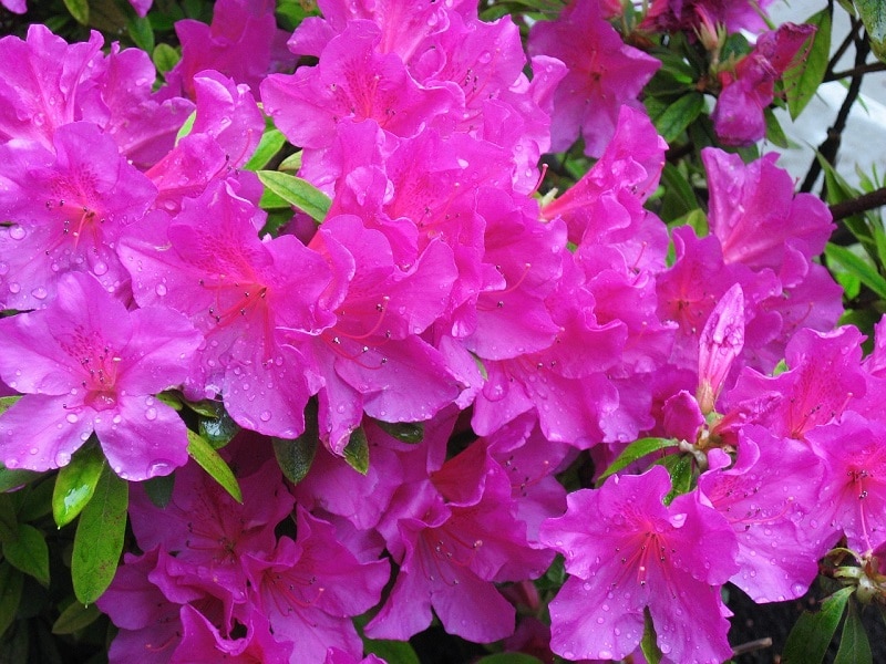 Pink Azaleas