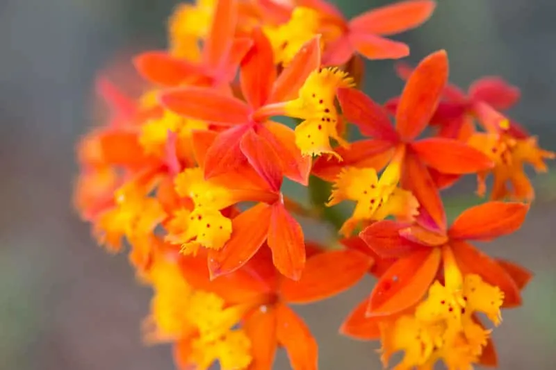 Epidendrum radicans, also known as reed-stem epidendrum or fire star orchid, is a beautiful, easy care orchid suitable for the ground or in a pot.